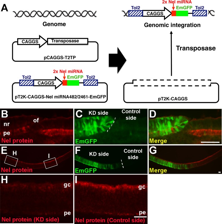 FIGURE 3: