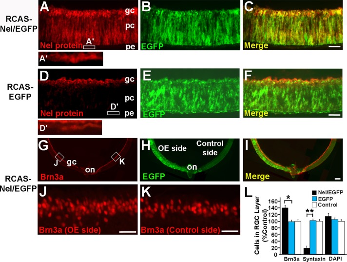 FIGURE 2: