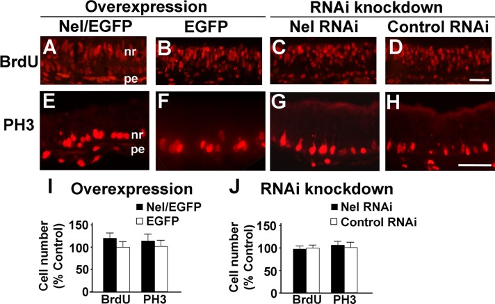 FIGURE 6: