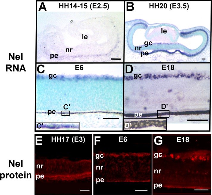 FIGURE 1: