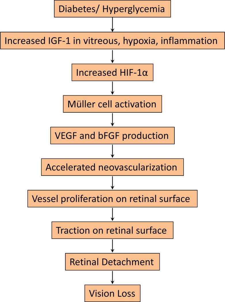 Retinal Fibrosis in Diabetic Retinopathy - PMC