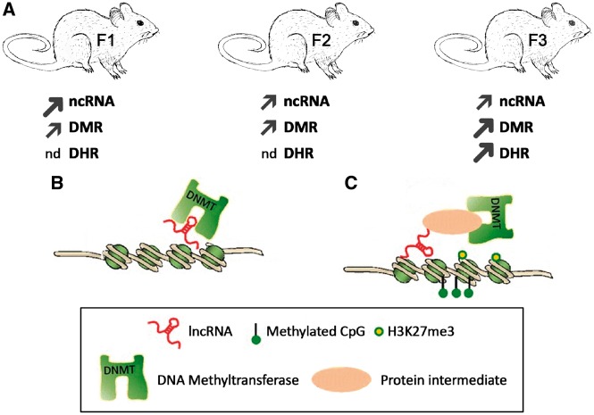 Figure 10: