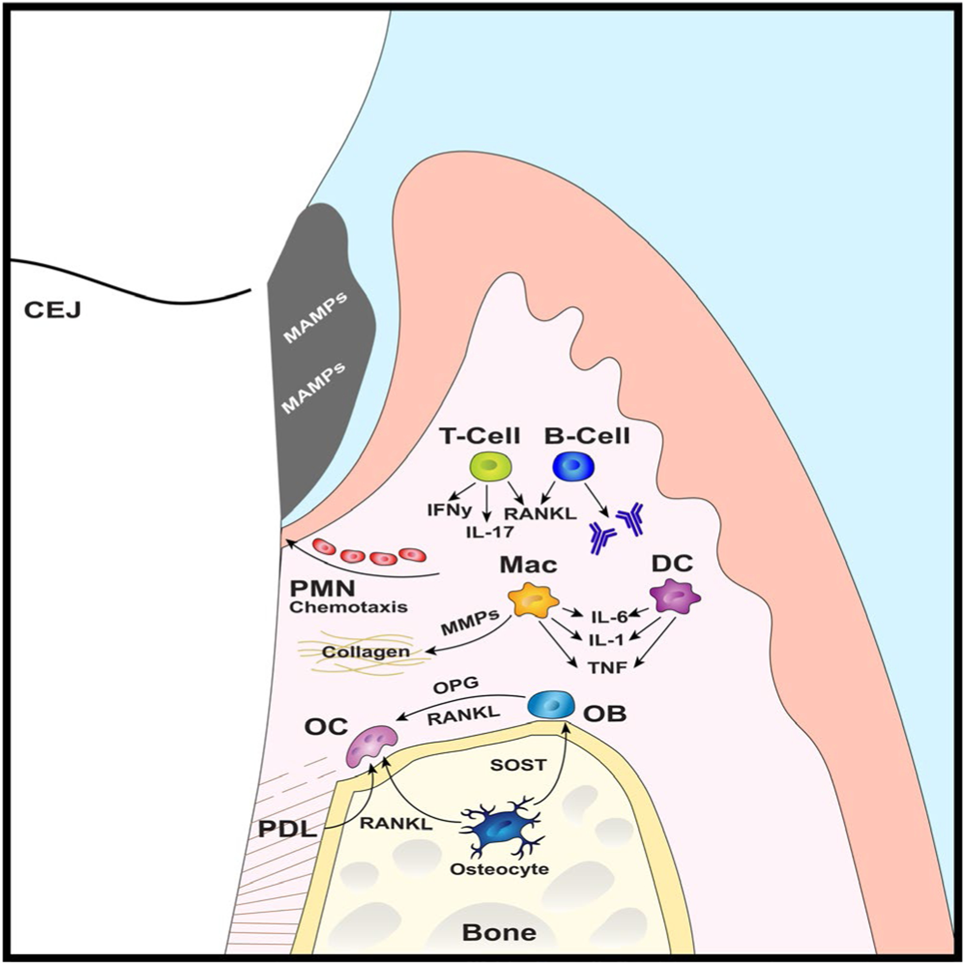 FIGURE 3