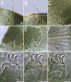 Figure 10