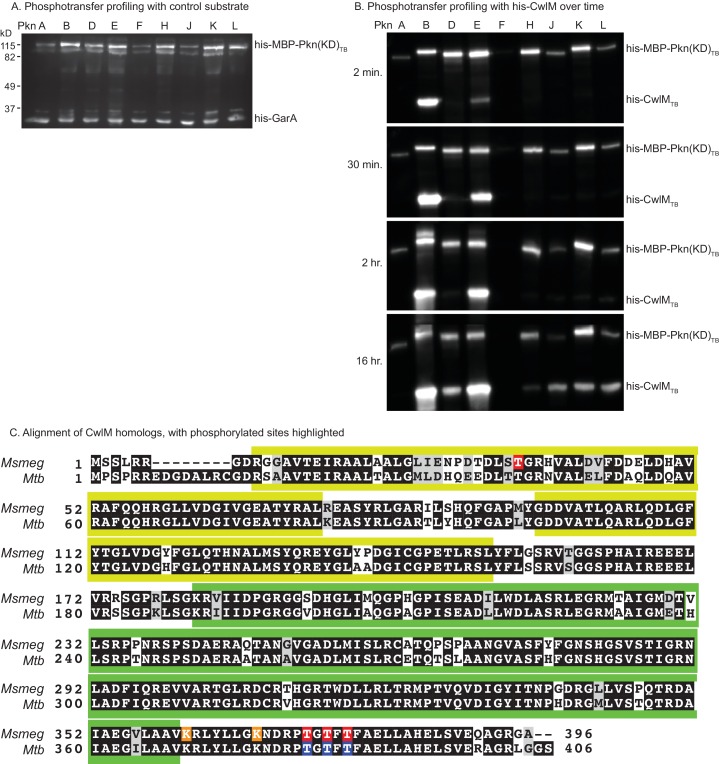 Figure 3—figure supplement 1.