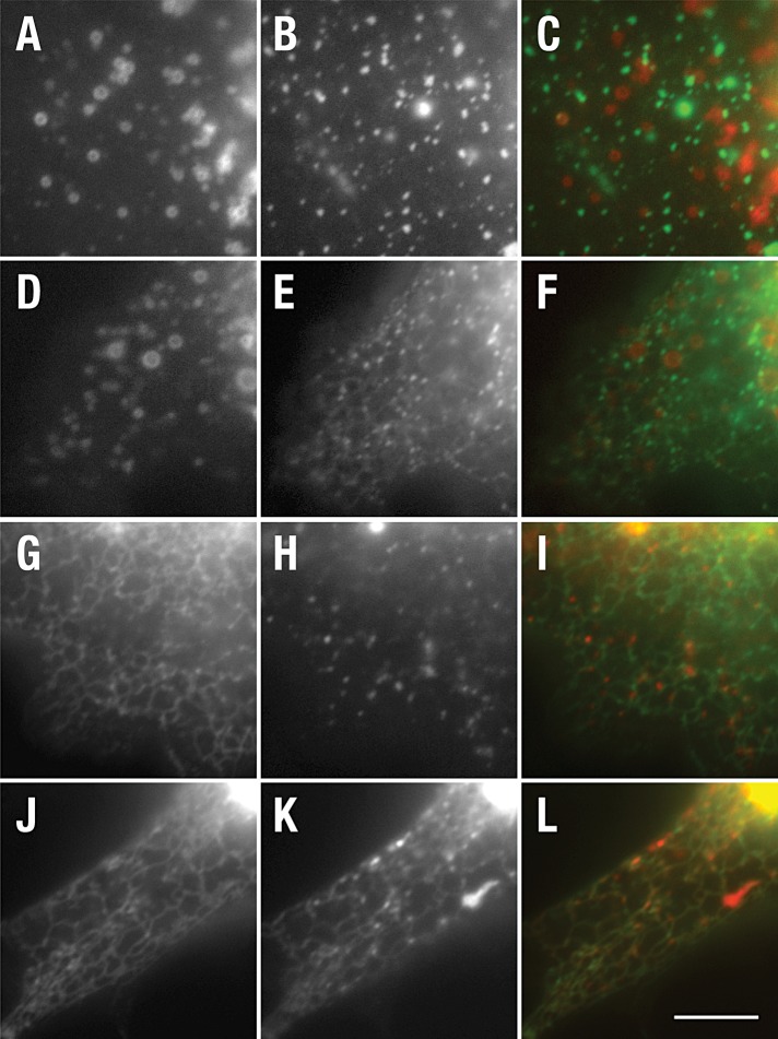 FIGURE 5: