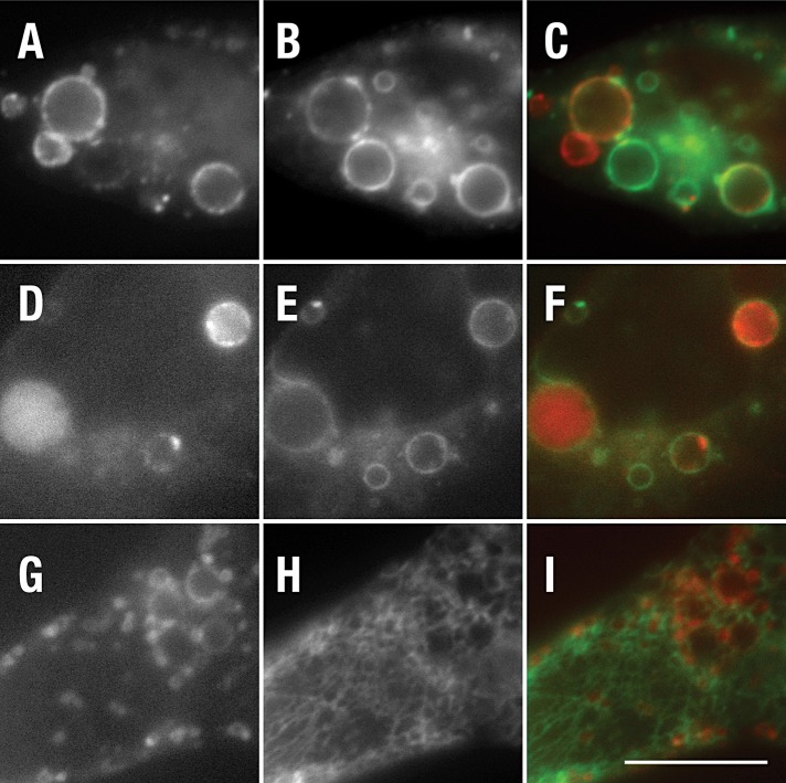 FIGURE 6: