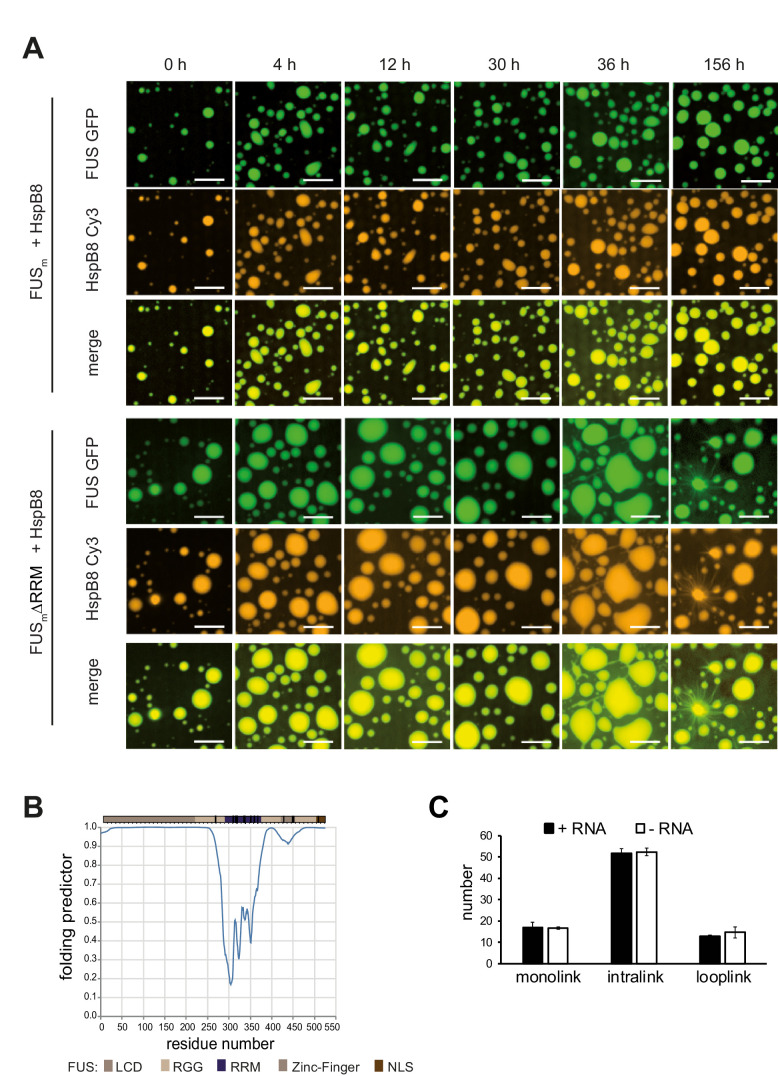 Figure 5—figure supplement 1.