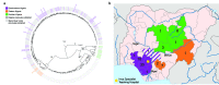 Figure 2. Distribution of Lassa virus genetic diversity in Nigeria.