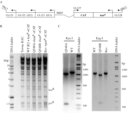 FIG. 2.