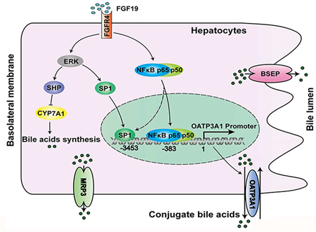 graphic file with name nihms-1501929-f0001.jpg