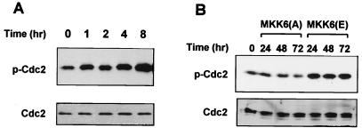 FIG. 7