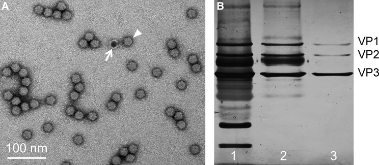 Figure 2