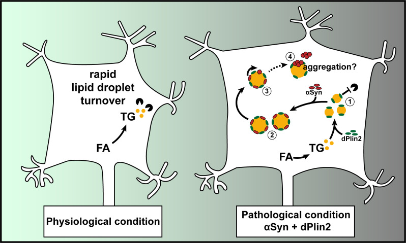 Fig 7