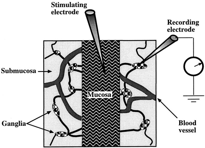 Fig. 1.