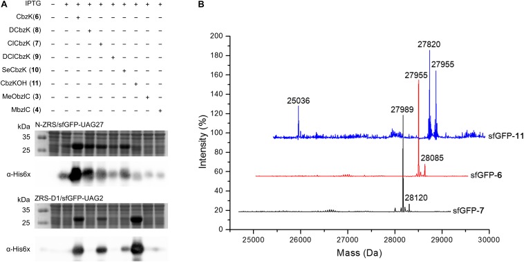 FIGURE 6