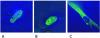 FIG. 3.
