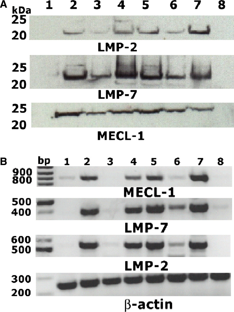 Fig. 6