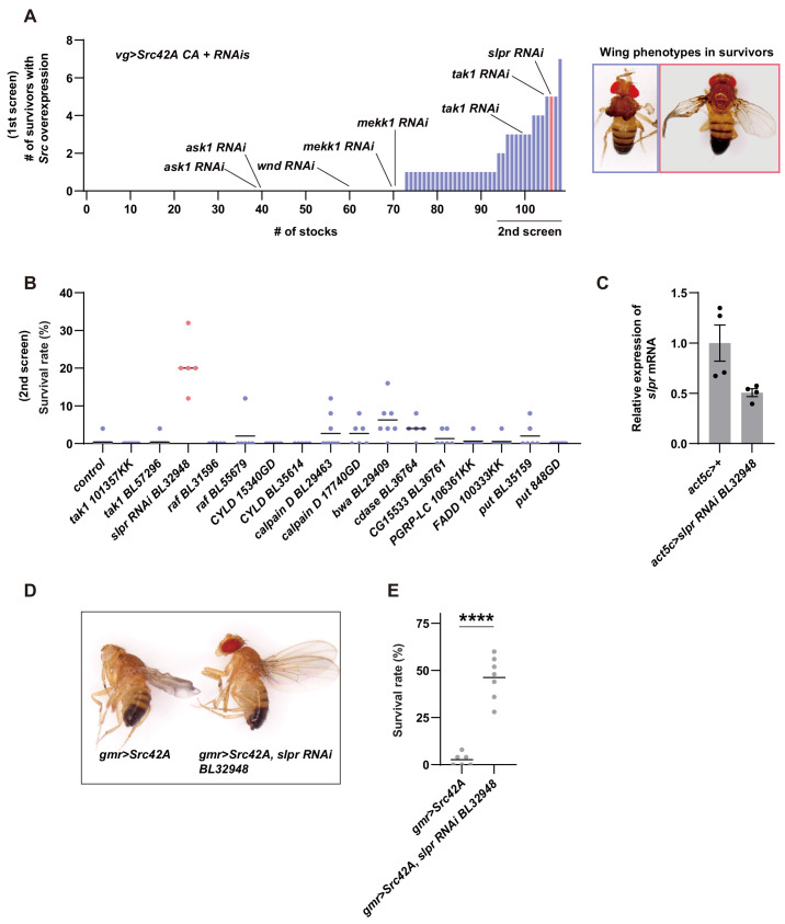 Figure 2—figure supplement 1.