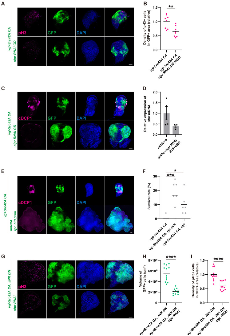 Figure 3—figure supplement 1.