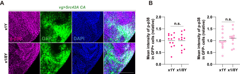 Figure 6—figure supplement 1.