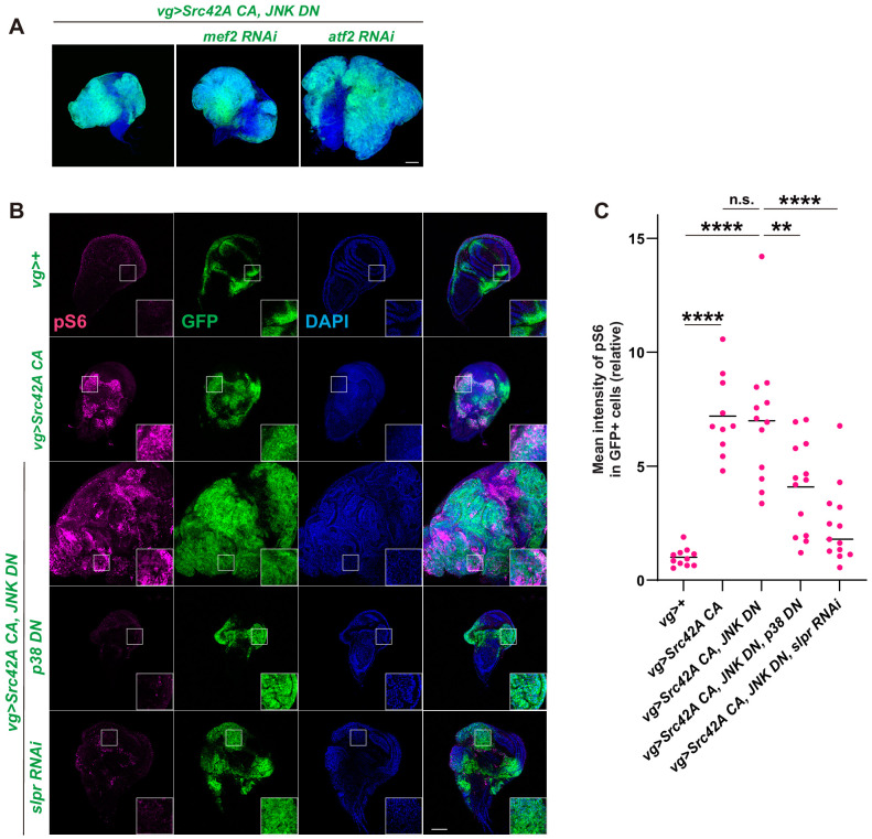 Figure 5—figure supplement 1.