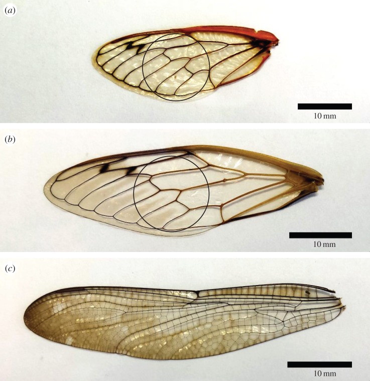 Figure 1.