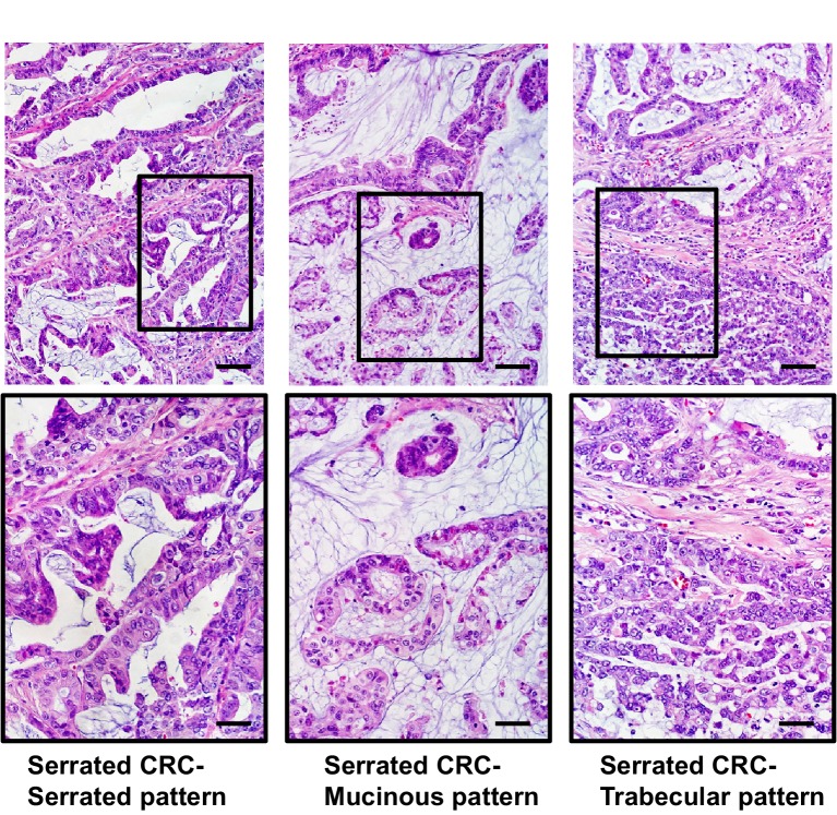 Figure 1—figure supplement 1.