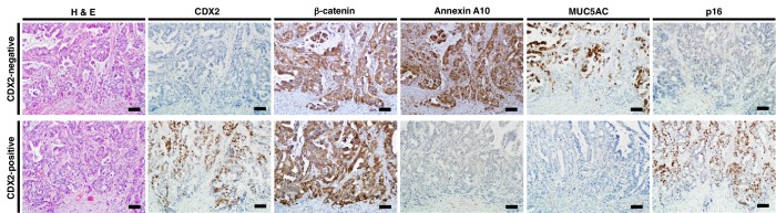 Figure 1—figure supplement 2.