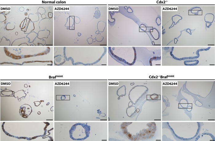 Figure 8—figure supplement 1.