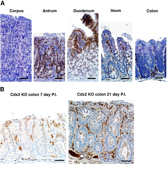 Figure 6—figure supplement 1.