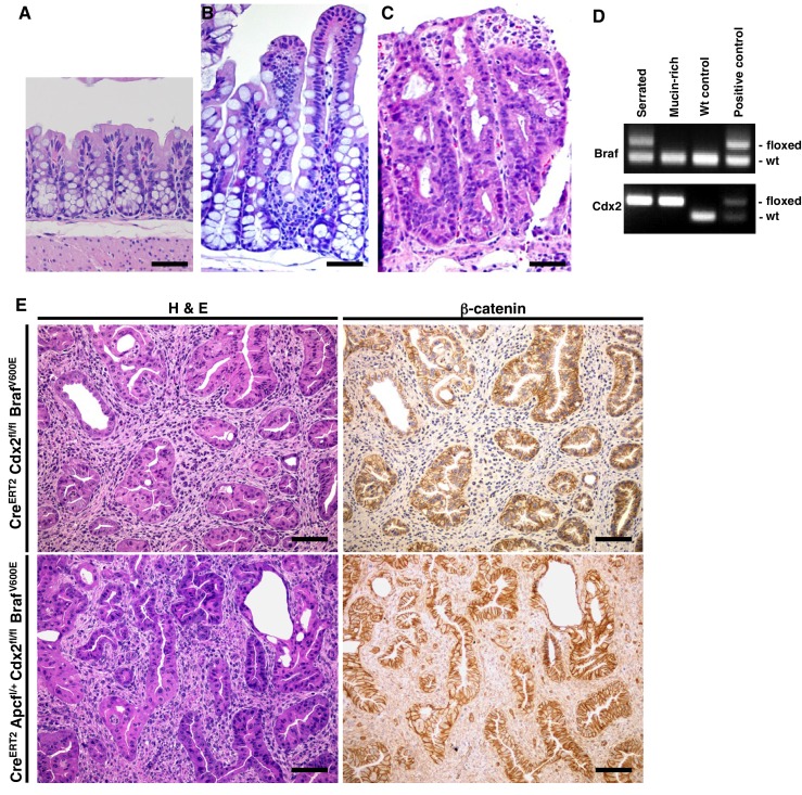 Figure 2—figure supplement 1.