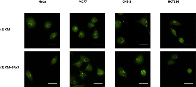 Fig. 11.