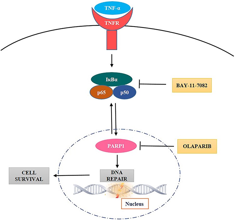 Fig. 14.