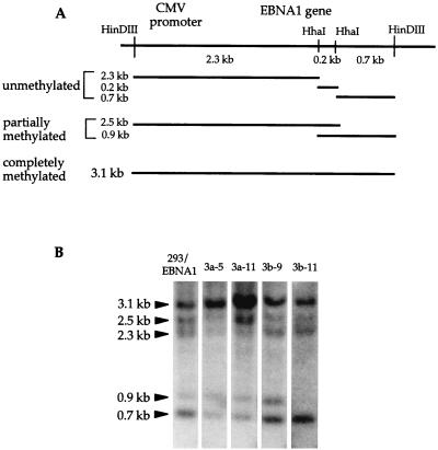 FIG. 7