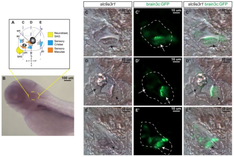 FIGURE 3