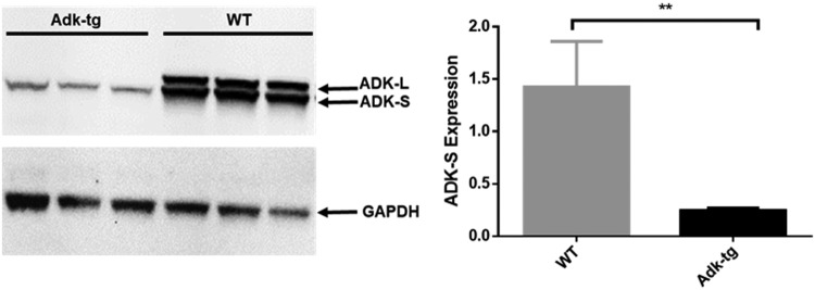 FIG. 2.