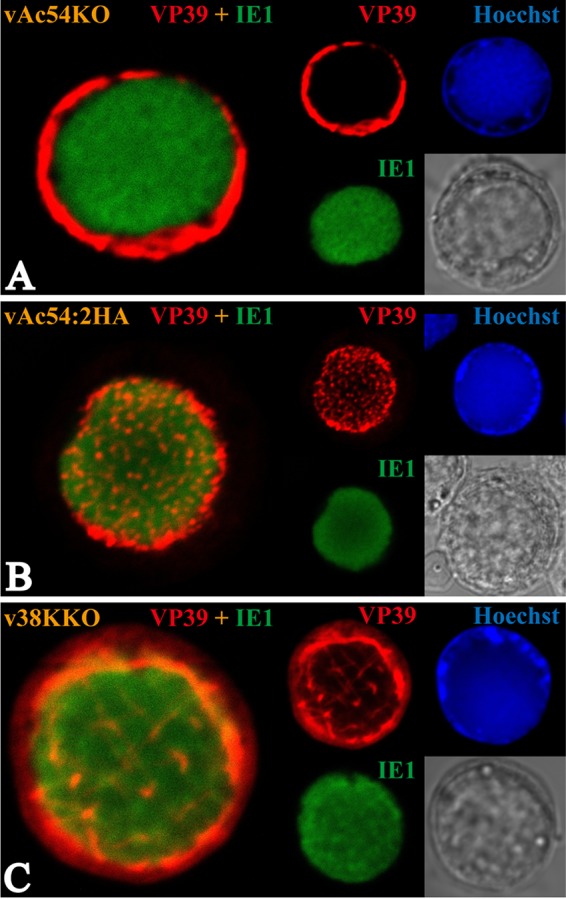 FIG 3