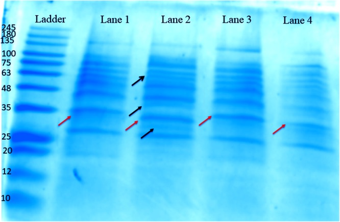 FIGURE 4