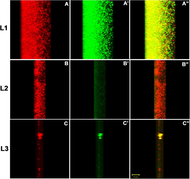 FIGURE 10