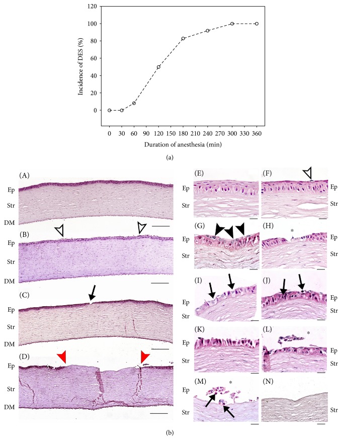 Mitochondria-targeted Antioxidant Skq1 Prevents Anesthesia-induced Dry 