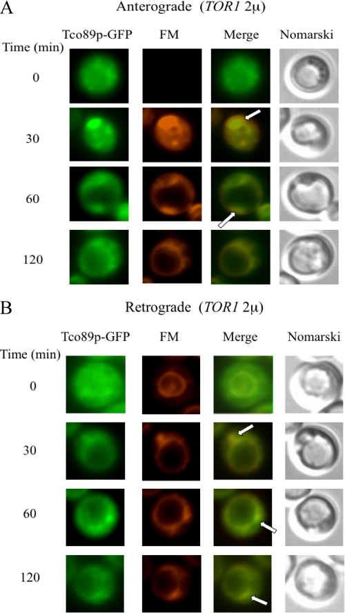 FIGURE 13.