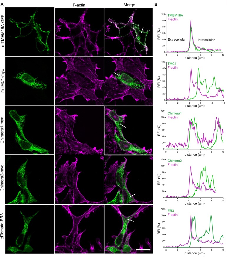 Figure 4—figure supplement 2.