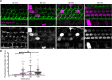 Figure 5—figure supplement 1.