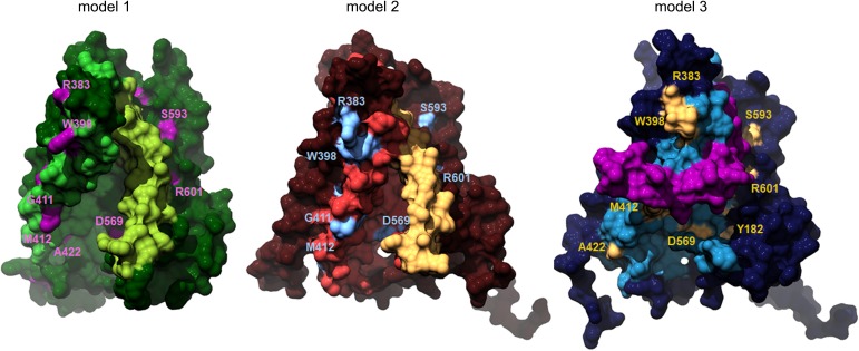 Figure 4—figure supplement 1.