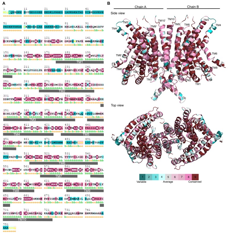 Figure 3—figure supplement 1.