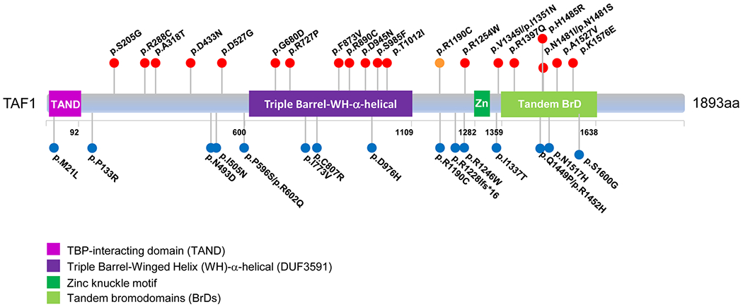 FIGURE 1