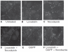 <b>FIG. 4.</b>