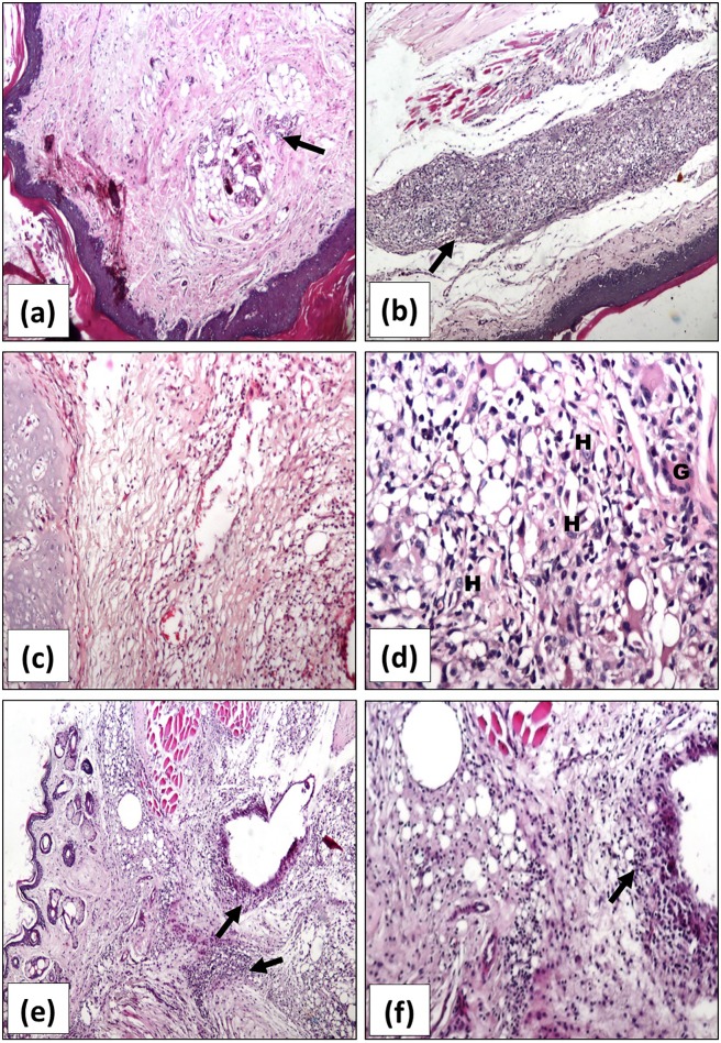 Fig 6