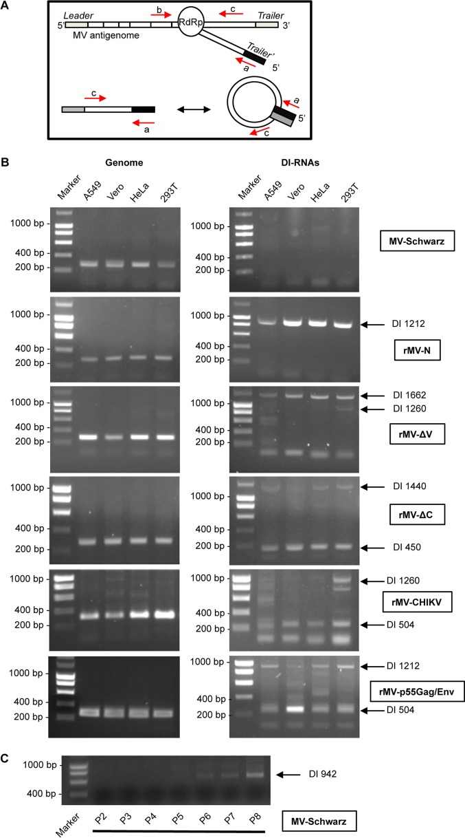 FIG 2